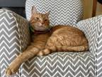 Adopt Crouton a Orange or Red Tabby American Shorthair / Mixed (short coat) cat