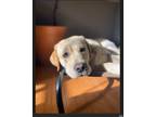 Adopt Kipper a White - with Tan, Yellow or Fawn Labrador Retriever / Mixed dog