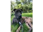 Adopt Ares a Brindle Staffordshire Bull Terrier / American Pit Bull Terrier /