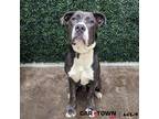 Adopt Greyson a Pit Bull Terrier / Great Dane / Mixed dog in Lexington