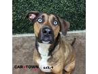Adopt Axel a German Shepherd Dog / Mixed dog in Lexington, KY (41492678)