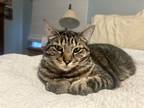 Adopt Oliver a Tiger Striped American Shorthair / Mixed (medium coat) cat in
