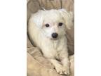 Adopt Annie and Juliette a White - with Tan, Yellow or Fawn Poodle (Toy or Tea