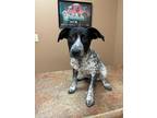 Adopt Squirt ~ meet me! a White - with Black Jack Russell Terrier / Pointer /