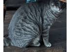 Adopt Randy a Gray, Blue or Silver Tabby Tabby / Mixed (short coat) cat in
