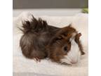 Adopt LUNAR a Guinea Pig small animal in Tucson, AZ (41495927)