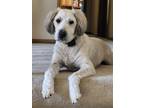 Adopt Finley (Finn) a White - with Tan, Yellow or Fawn Wheaten Terrier / Wheaten