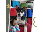 Adopt Tessa a Tricolor (Tan/Brown & Black & White) German Shepherd Dog / Husky /