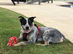 Adopt Turbo a Merle Australian Cattle Dog / Mixed dog in Williamston