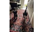 Adopt Mac and Cleo a Black (Mostly) American Shorthair / Mixed (short coat) cat