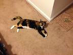 Adopt Ezzie a Calico or Dilute Calico Tabby / Mixed (short coat) cat in New