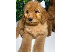 Adopt Roxy a Red/Golden/Orange/Chestnut Goldendoodle / Mixed dog in Smiths