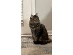 Adopt Nox a Gray or Blue (Mostly) Domestic Mediumhair / Mixed (medium coat) cat