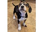 Adopt Poppy a Black - with Tan, Yellow or Fawn Beagle / American Pit Bull