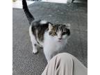 Adopt Mamacita a White (Mostly) Domestic Shorthair / Mixed (short coat) cat in
