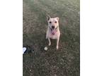 Adopt Ari a Tan/Yellow/Fawn - with White Carolina Dog dog in Charlotte