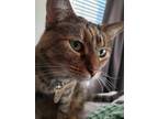 Adopt Rose a Tortoiseshell Domestic Shorthair / Mixed (short coat) cat in
