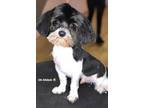 Adopt Shiloh a Black - with White Shih Tzu / Mixed dog in Durham, NC (41495824)