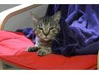 Adopt Fake Tony a Gray, Blue or Silver Tabby Domestic Shorthair (short coat) cat