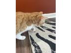 Adopt Toby a Orange or Red Tabby American Shorthair / Mixed (short coat) cat in