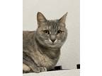 Adopt Macy a Gray, Blue or Silver Tabby Tabby / Mixed (short coat) cat in