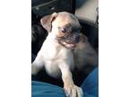 Adopt Frodo a Tan/Yellow/Fawn Pug / Mixed dog in Murfreesboro, TN (41495777)