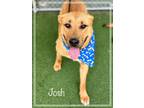 Adopt JOSH (also see JOEY) a Tan/Yellow/Fawn Labrador Retriever / Mixed dog in