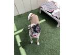 Adopt Orb a Tan/Yellow/Fawn - with Black Pug / Mixed dog in Encinitas