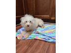 Adopt Wynter a White Poodle (Miniature) / Mixed dog in Woodbridge, VA (41495761)