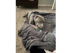 Adopt Kobe a Gray/Silver/Salt & Pepper - with White American Staffordshire
