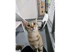 Adopt Butterball a Domestic Shorthair / Mixed (short coat) cat in Ridgely