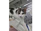 Adopt Skye a Domestic Shorthair / Mixed (short coat) cat in Ridgely