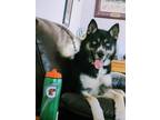 Adopt Bella a Black - with White Husky / Mixed dog in Madelia, MN (41495720)