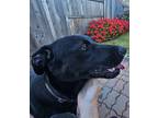 Adopt Charlie a Black Labrador Retriever / Mixed dog in Oroville, CA (41495703)