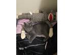 Adopt Juno a Gray or Blue American Shorthair / Mixed (short coat) cat in San