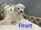 Adopt Rhett a White - with Tan, Yellow or Fawn Shepherd (Unknown Type) / Mixed