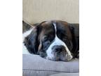 Adopt Xander a Tricolor (Tan/Brown & Black & White) St. Bernard / Mixed dog in