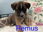 Adopt Remus a Tricolor (Tan/Brown & Black & White) Shepherd (Unknown Type) /