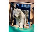 Adopt Fritz a White - with Tan, Yellow or Fawn Schnauzer (Miniature) / Mixed dog