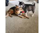 Adopt Zeus a Gray/Blue/Silver/Salt & Pepper Alaskan Malamute / Mixed dog in