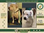 Adopt Zeus a Mixed Breed (Medium) / Mixed dog in Melbourne, FL (41495682)