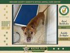 Adopt Lamont a Mixed Breed (Medium) / Mixed dog in Melbourne, FL (41495681)