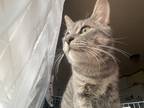 Adopt Saturn a Gray, Blue or Silver Tabby Tabby / Mixed (medium coat) cat in