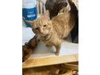 Adopt Milo a Tiger Striped Domestic Shorthair / Mixed (short coat) cat in