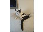 Adopt Cow a Black & White or Tuxedo American Shorthair / Mixed (medium coat) cat