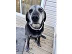 Adopt Iris a Black Labrador Retriever / Mixed dog in Walton, KY (41495604)