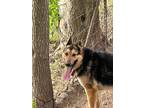Adopt Madison a Black - with Tan, Yellow or Fawn Shepherd (Unknown Type) / Mixed