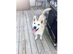 Adopt Apollo a Tan/Yellow/Fawn Carolina Dog / Mixed dog in Walton, KY (41495596)