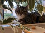 Adopt Carter a Brown Tabby Domestic Mediumhair / Mixed (medium coat) cat in