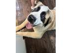 Adopt Nicky a Brown/Chocolate - with White St. Bernard / Mixed dog in